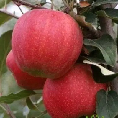 Яблоня ГАЛА ШНИГА в Могилёве