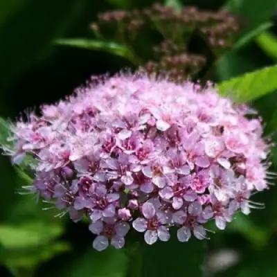 Спирея ПИНК СПАРКЛЕР в Могилёве