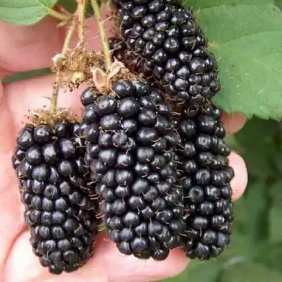 Ежевика ЛОХ НЕСС бесшипная  в Могилёве