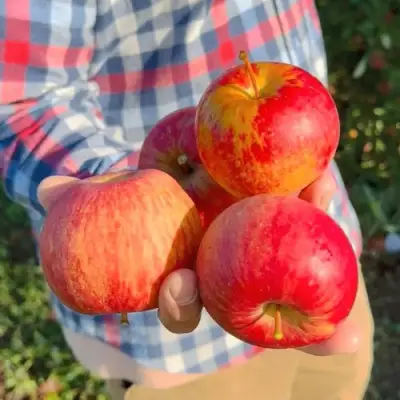 Яблоня КРАСАВИТА в Могилёве