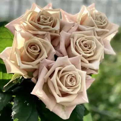 Роза МЕНТА чайно-гибридная в Могилёве