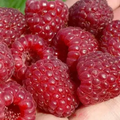 Малина ГИГАНТ РУБИНОВЫЙ в Могилёве