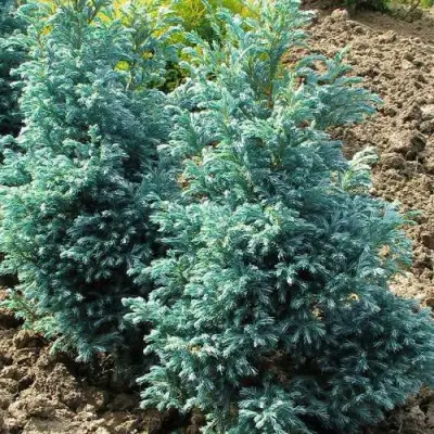 Кипарисовик БУЛЕВАРД горохоплодный в Могилёве