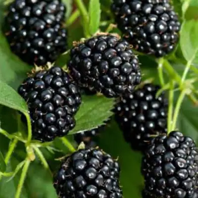 Ежевика КИТАНИНИ бесшипная  в Могилёве