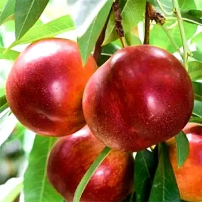 Нектарин СТАРК РЕД ГОЛД в Могилёве