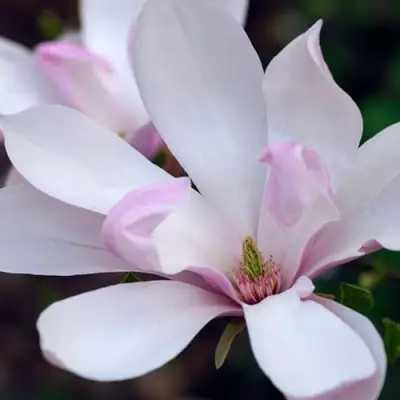 Магнолия ПИНКИ в Могилёве