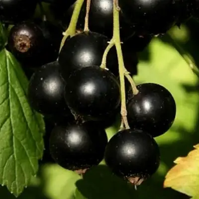 Смородина черная КЛУССОНОВСКАЯ в Могилёве