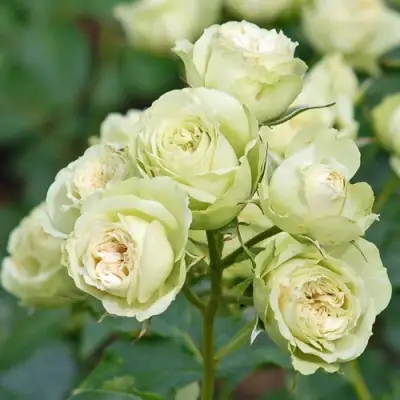 Роза ГРИН ДАЙМОНД миниатюрная в Могилёве