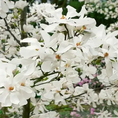 Магнолия ЛЕБНЕРА МЕРРИЛЛ в Могилёве