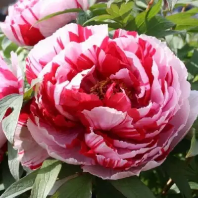 Пион РЕД ВИЗ ПИНК древовидный в Могилёве