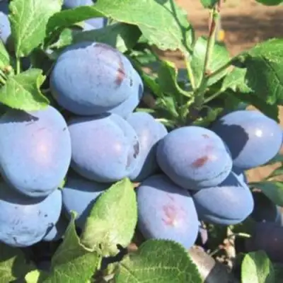 Слива ГИЛЬБЕРТ в Могилёве