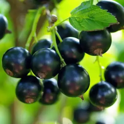 Смородина чёрная ВЕЛОЙ (ЛЕНИНГРАДСКАЯ СЛАДКАЯ) в Могилёве