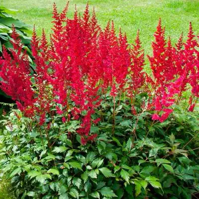 Астильба КОБЛЕНЦ японская в Могилёве