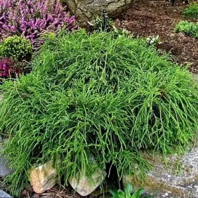 Кипарисовик ФИЛИФЕРА НАНА горохоплодный  в Могилёве