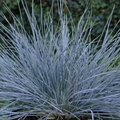 Овсяница АЙСФОГЕЛЬ сизая в Могилёве