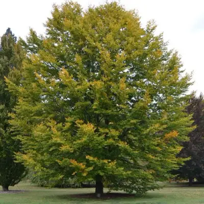 Бук лесной в Могилёве