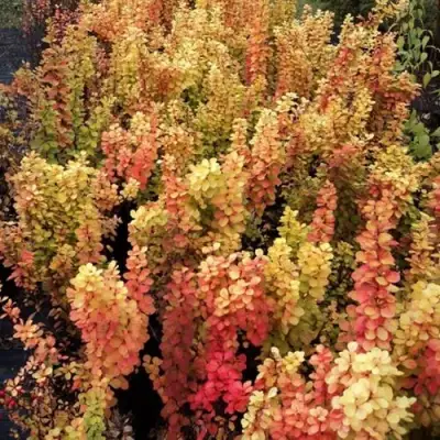 Барбарис САММЕР САНСЕТ тунберга в Могилёве