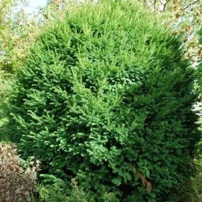 Тис РЕПАНДЕНС ягодный в Могилёве