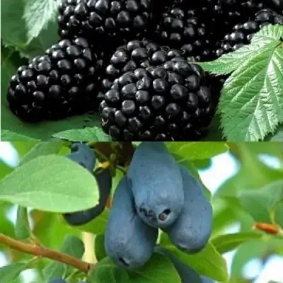 Комплект ЯГОДНЫЙ ДУЭТ в Могилёве