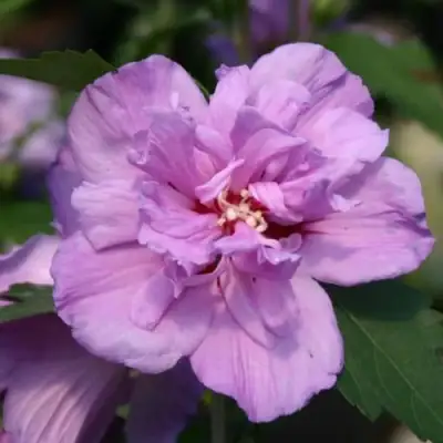 Гибискус АРДЕНС сирийский в Могилёве