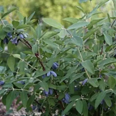 Жимолость съедобная ГОЛУБОЕ ВЕРЕТЕНО в Могилёве