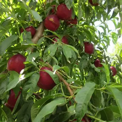 Нектарин ЭКСТРИМ БЬЮТИ в Могилёве