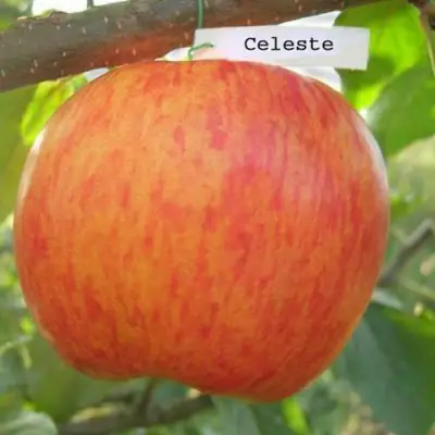 Яблоня ЦЕЛЕСТЕ в Могилёве