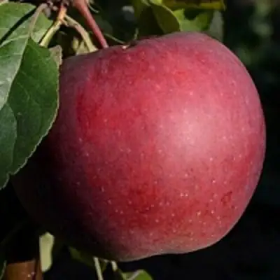 Яблоня БЕЛОРУССКОЕ СЛАДКОЕ в Могилёве