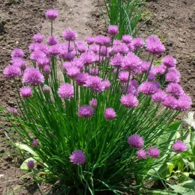 Лук-шнитт в Могилёве