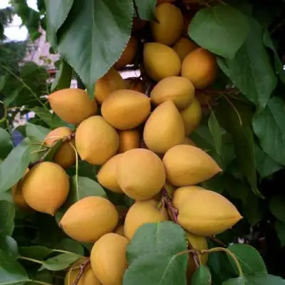 Абрикос МАНИТОБА в Могилёве