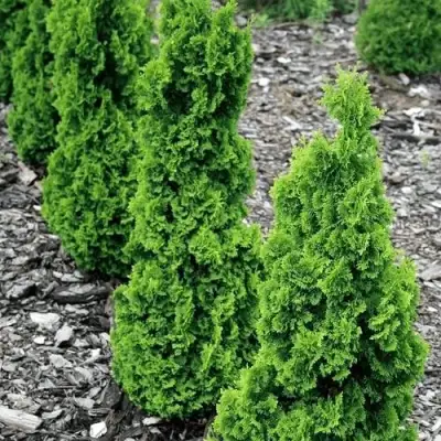 Туя ЗМАТЛИК западная в Могилёве