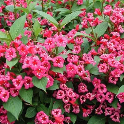 Вейгела БРИСТОЛЬ РУБИ в Могилёве