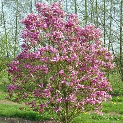 Магнолия СЬЮЗАН в Могилёве