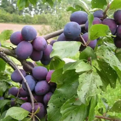 Слива ПЕРДРИГОН в Могилёве