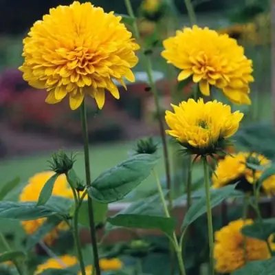 Подсолнечник СОЛЕЙЛ ДЕ ОР в Могилёве