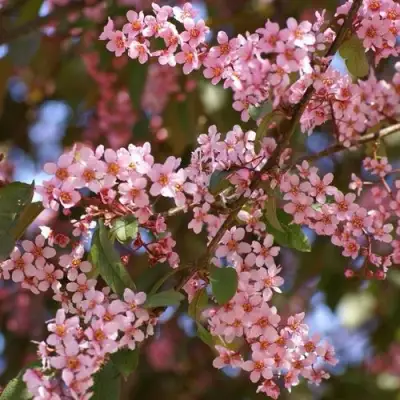 Черемуха КОЛОРАТА в Могилёве