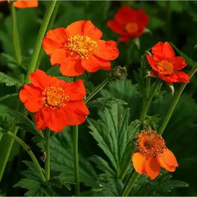 Гравилат БОРИСА в Могилёве