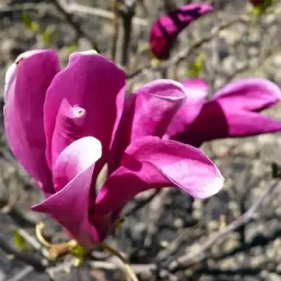 Магнолия СЬЮЗАН в Могилёве