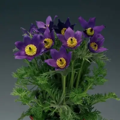 Прострел ПИНВИЛ БЛЮ ШЕЙДЕС в Могилёве