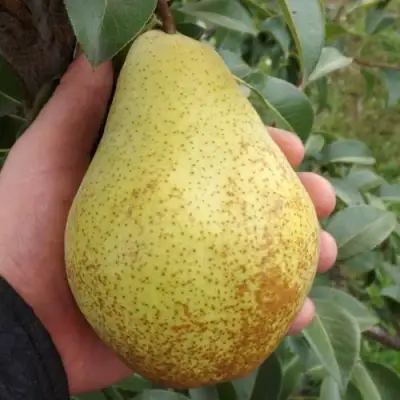 Груша ГЕНЕРАЛ ЛЕКЛЕРК в Могилёве