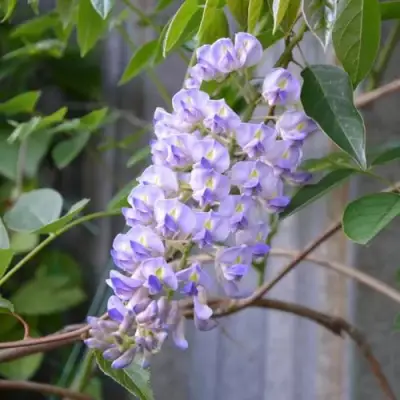 Глициния макростахия БЛЮ МУН в Могилёве