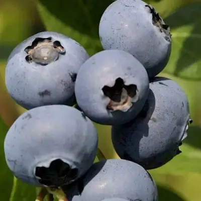 Голубика ЧАНДЛЕР в Могилёве