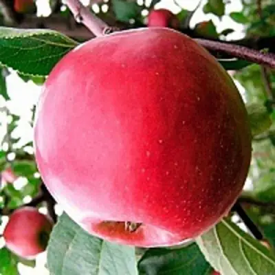 Яблоня КОВАЛЕНКОВСКОЕ в Могилёве