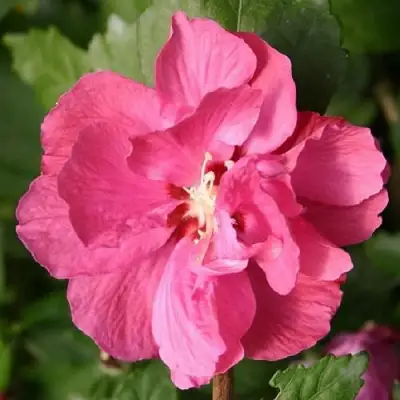 Гибискус ДЮК ДЕ БРАБАНТ сирийский  в Могилёве