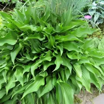 Хоста ГАРРИ ВАН ТРИЕР в Могилёве