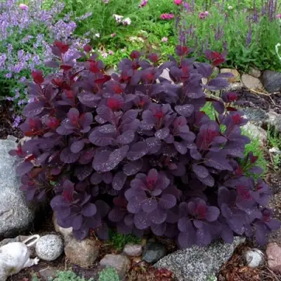 Скумпия РОЯЛ ПЕРПЛ кожевенная в Могилёве