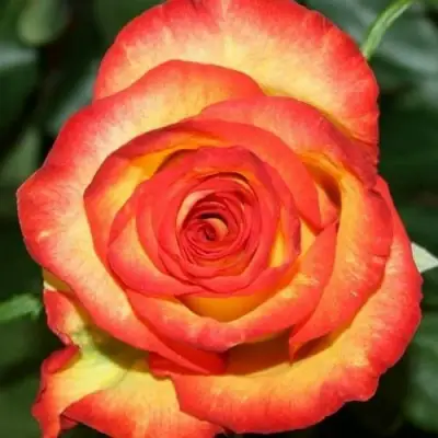 Роза ХАЙ МЭДЖИК чайно-гибридная в Могилёве