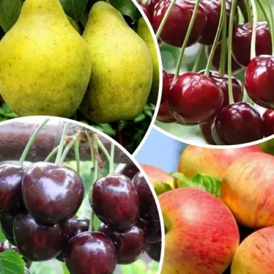 Комплект НАСЛАЖДЕНИЕ в Могилёве