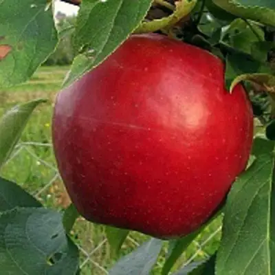 Яблоня РЕДФРИ в Могилёве