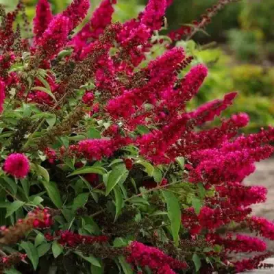 Буддлея давида РОЯЛ РЕД в Могилёве
